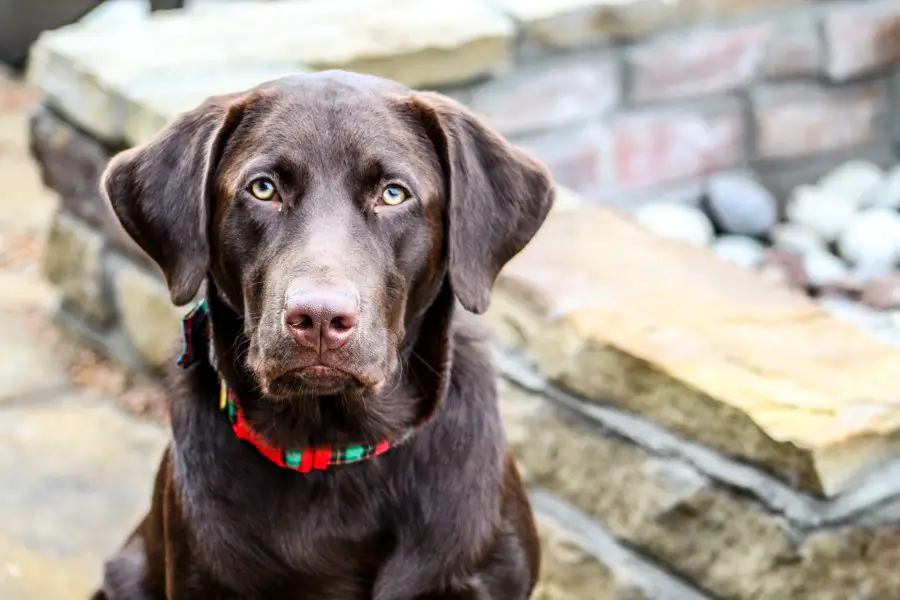 country songs with dogs