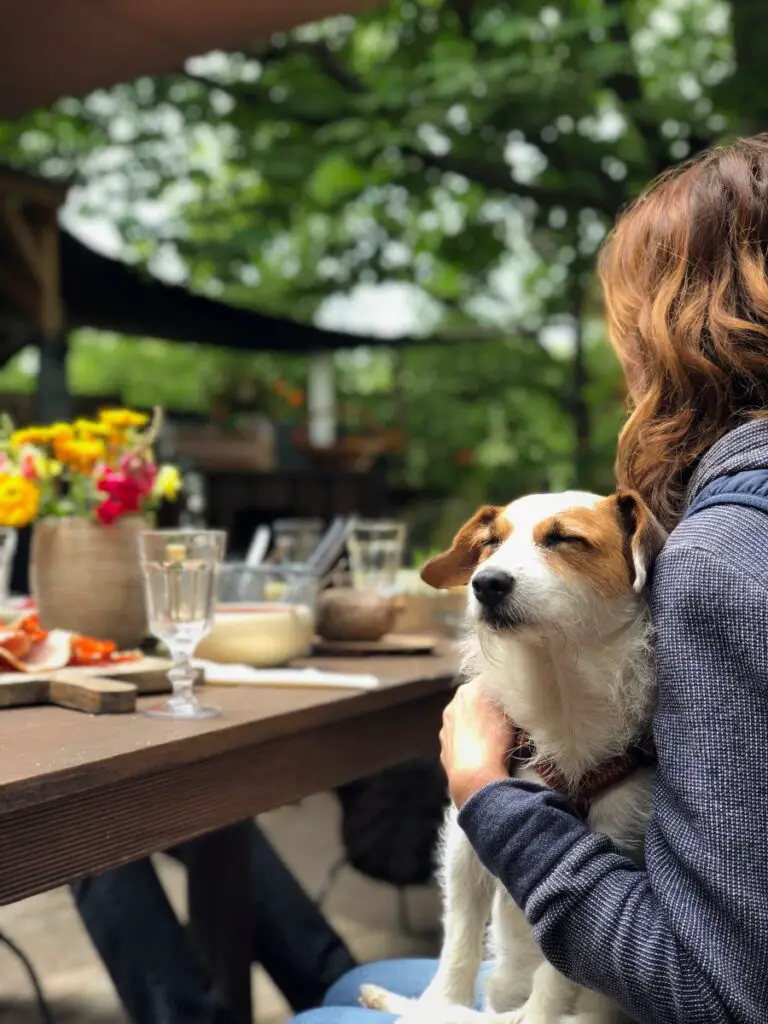 10 DogFriendly Restaurants to Enjoy in Nashville